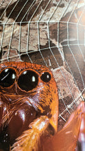 Load image into Gallery viewer, Penrose Annual 1982
